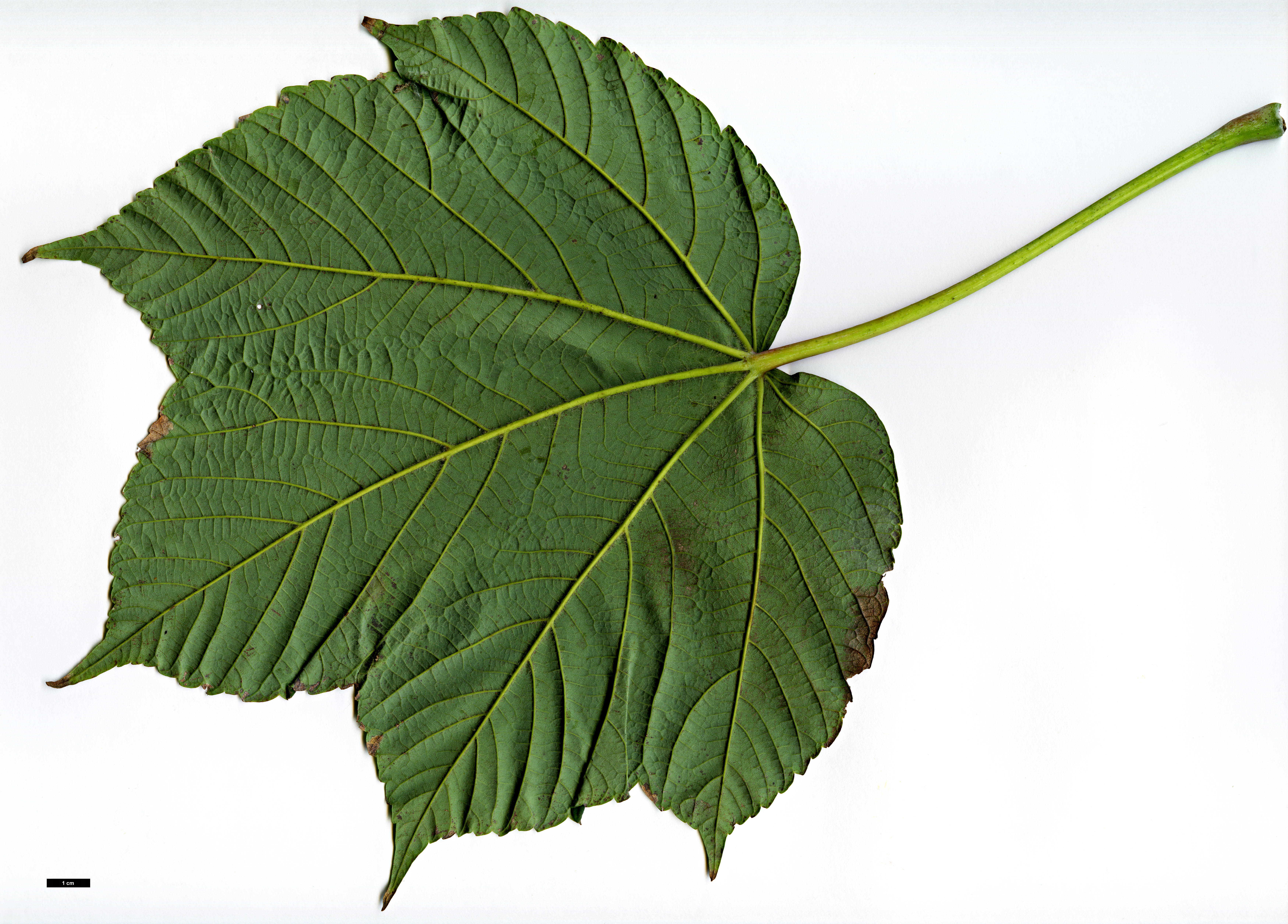 High resolution image: Family: Sapindaceae - Genus: Acer - Taxon: caesium - SpeciesSub: subsp. giraldii